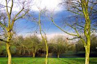 December trees