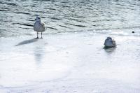 Try to chillax, Sid!