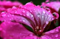Rain drops in pink minor