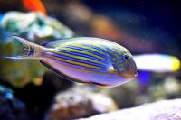 Clown Tang