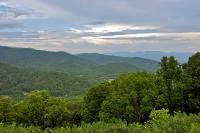 Layers of trees